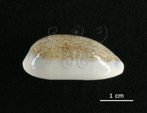 中文名:愛龍寶螺(003765-00054)學名:Cypraea errones Linnaeus, 1758(003765-00054)