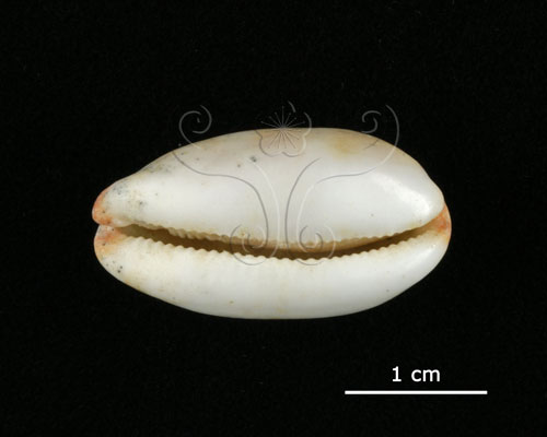 中文名:雨絲寶螺(004962-00049)學名:Cypraea isabella Linnaeus, 1758(004962-00049)