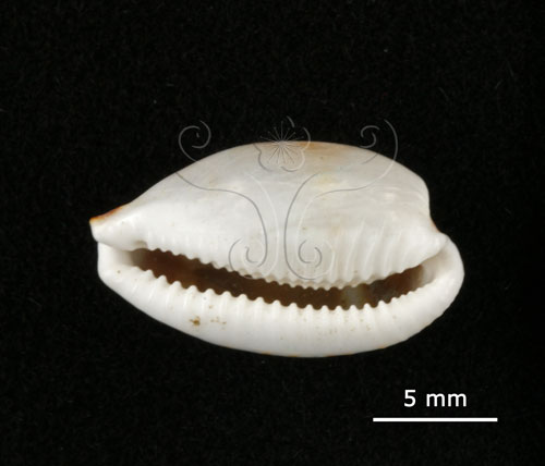 中文名:肥熊寶螺(004962-00050)學名:Cypraea ursellus Gmelin, 1791(004962-00050)