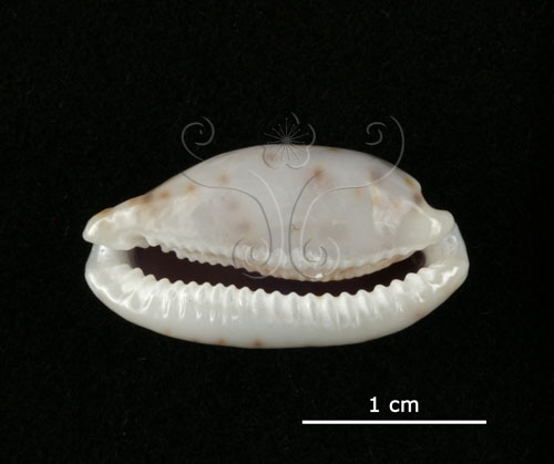 中文名:黑痣寶螺(005750-00028)學名:Cypraea teres Gmelin, 1791(005750-00028)