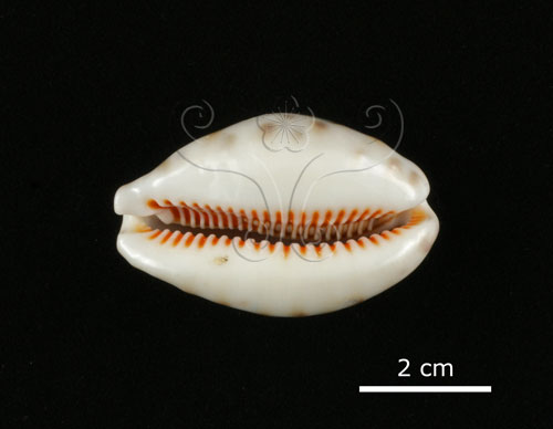 中文名:山貓寶螺(002831-00057)學名:Cypraea lynx Linnaeus, 1758(002831-00057)