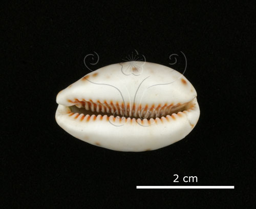 中文名:山貓寶螺(004537-00054)學名:Cypraea lynx Linnaeus, 1758(004537-00054)