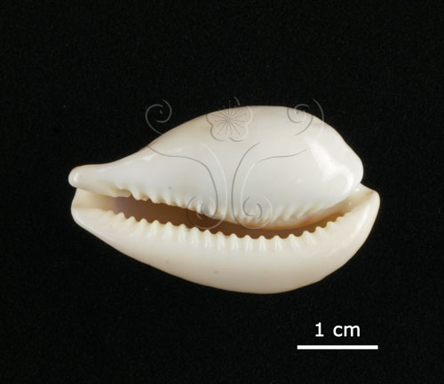 中文名:玉女寶螺(005814-00016)學名:Cypraea hungerfordi Sowerby, 1888(005814-00016)