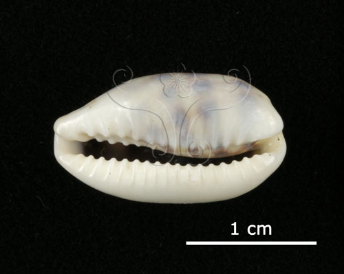 中文名:鍛帶寶螺(004537-00053)學名:Cypraea pallidula Gaskoin, 1849(004537-00053)