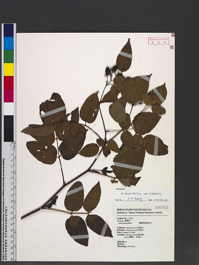 Rubus fraxinifolius Poir. var. kotoensis (Hayata) Koidz. 蘭嶼榿葉懸鉤子