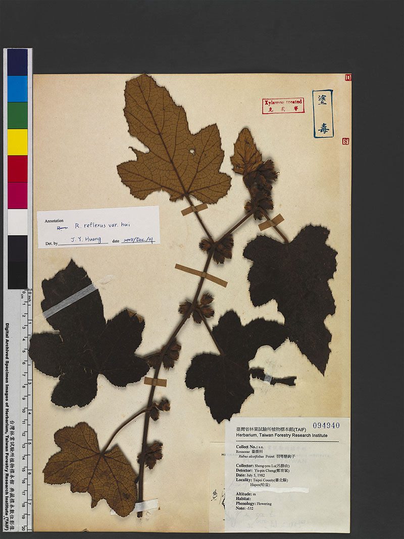 Rubus reflexus Ker Gawl. var. hui (Diels ex Hu) F. P. Metcalf 淺裂�毛莓