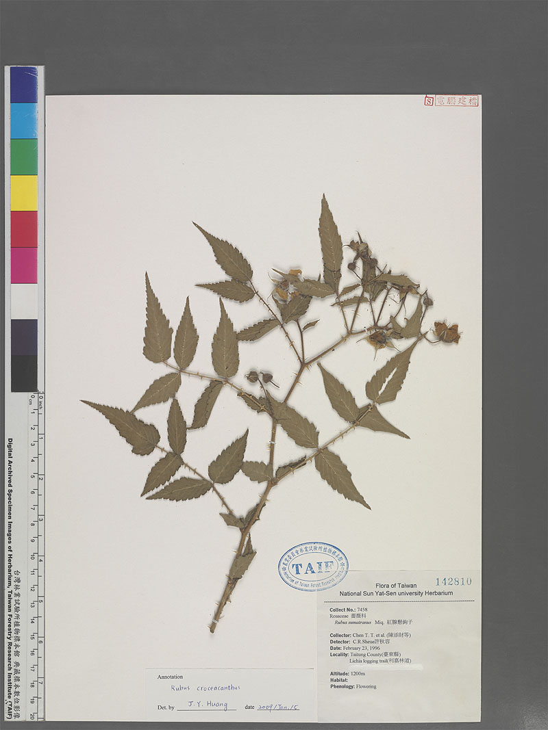 Rubus croceacanthus H. Le vl 虎婆刺
