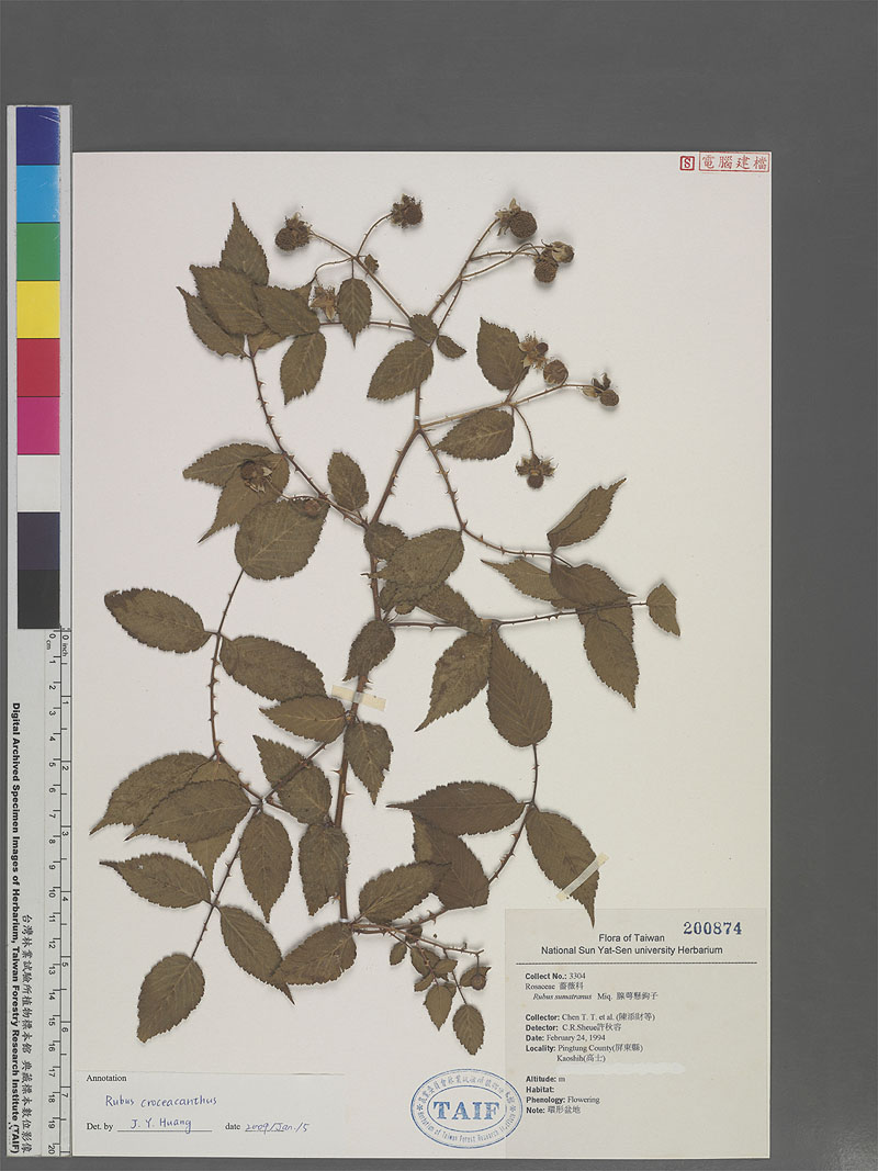 Rubus croceacanthus H. Le vl 虎婆刺