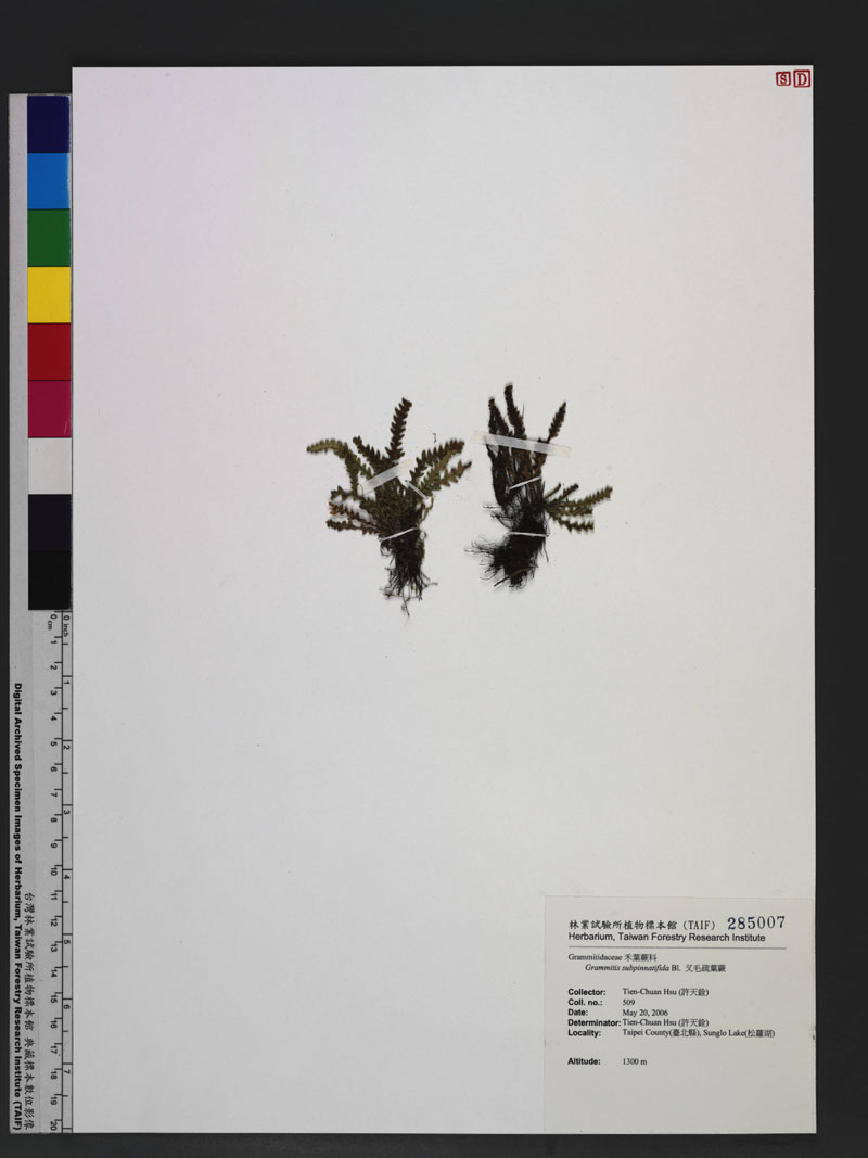 Grammitis subpinnatifida Bl. 叉毛疏葉蕨