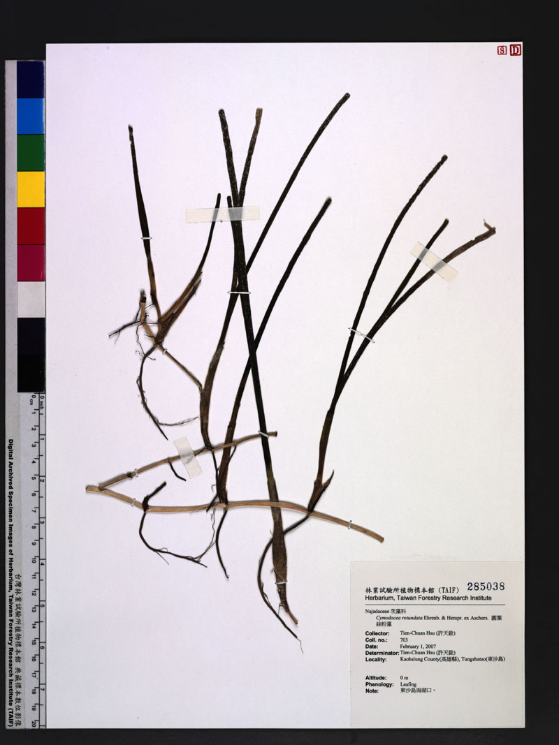 Cymodocea rotundata Ehrenb. & Hempr. ex Aschers. 圓葉絲粉藻