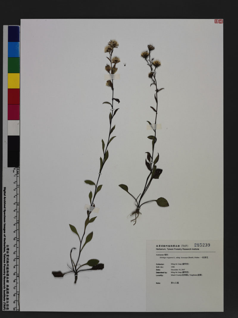 Solidago virgaurea L. subsp. leiocarpa (Benth.) Hulten 一枝黃花