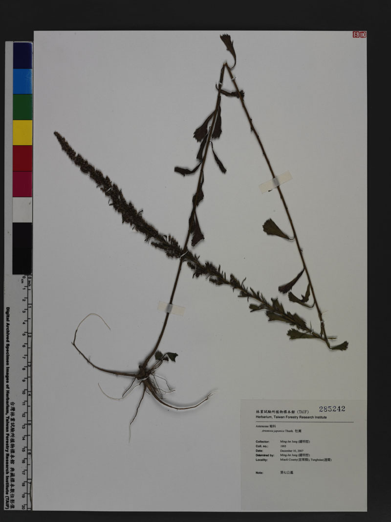 Artemisia japonica Thunb. 牡蒿