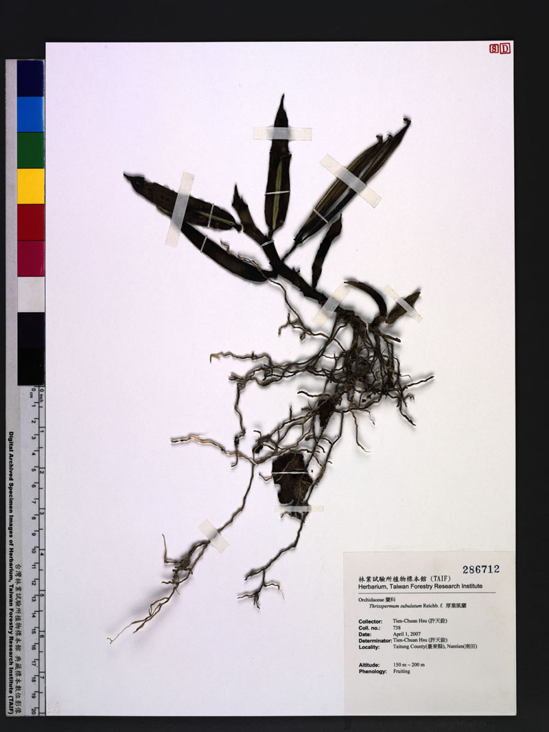 Thrixspermum subulatum Reichb. f. 厚葉風蘭