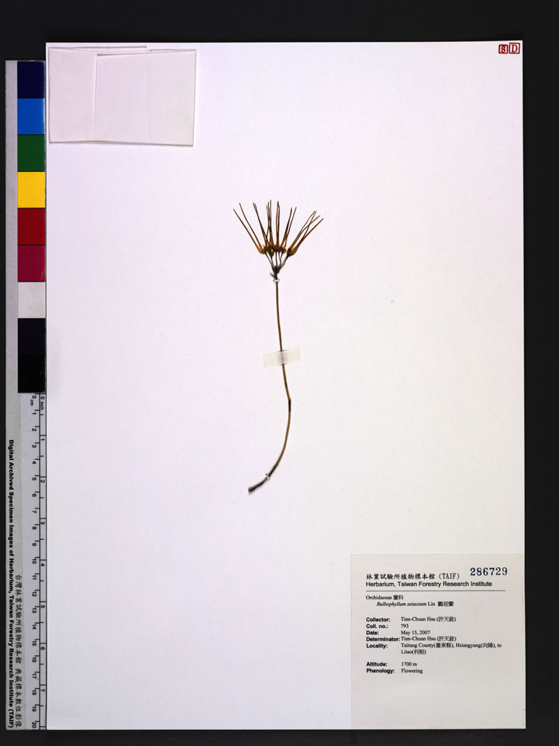 Bulbophyllum setaceum Lin 鸛冠蘭
