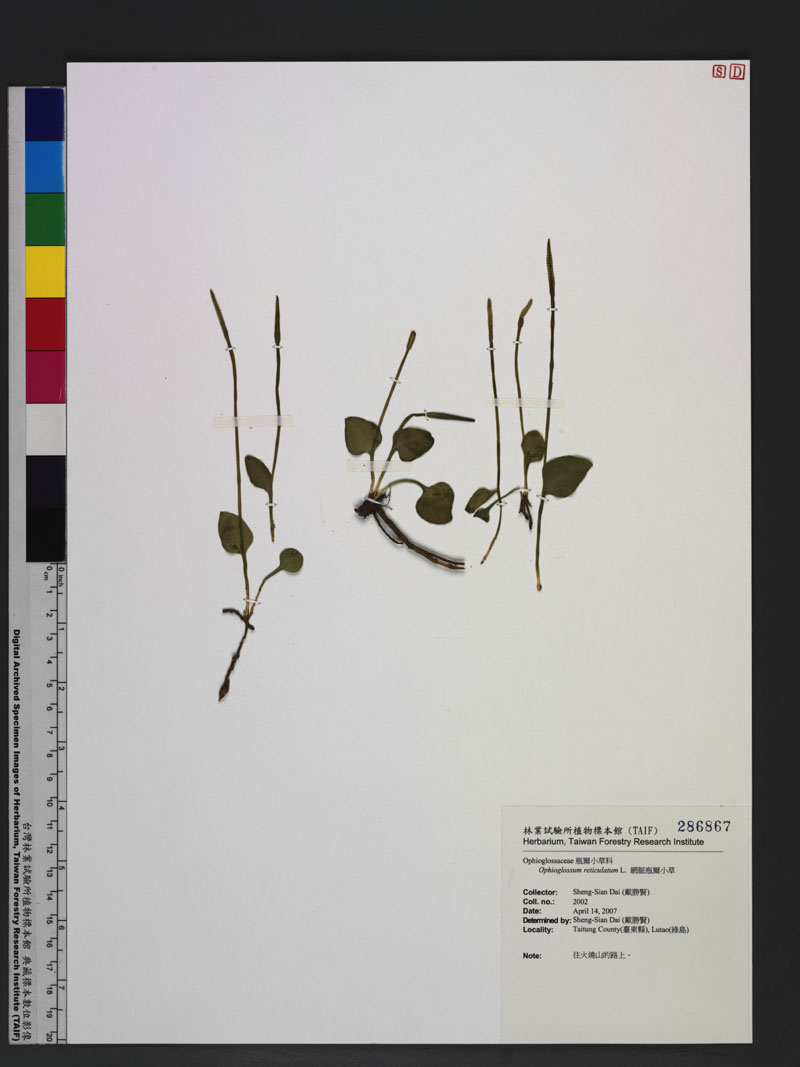 Ophioglossum reticulatum L. 網脈瓶爾小草