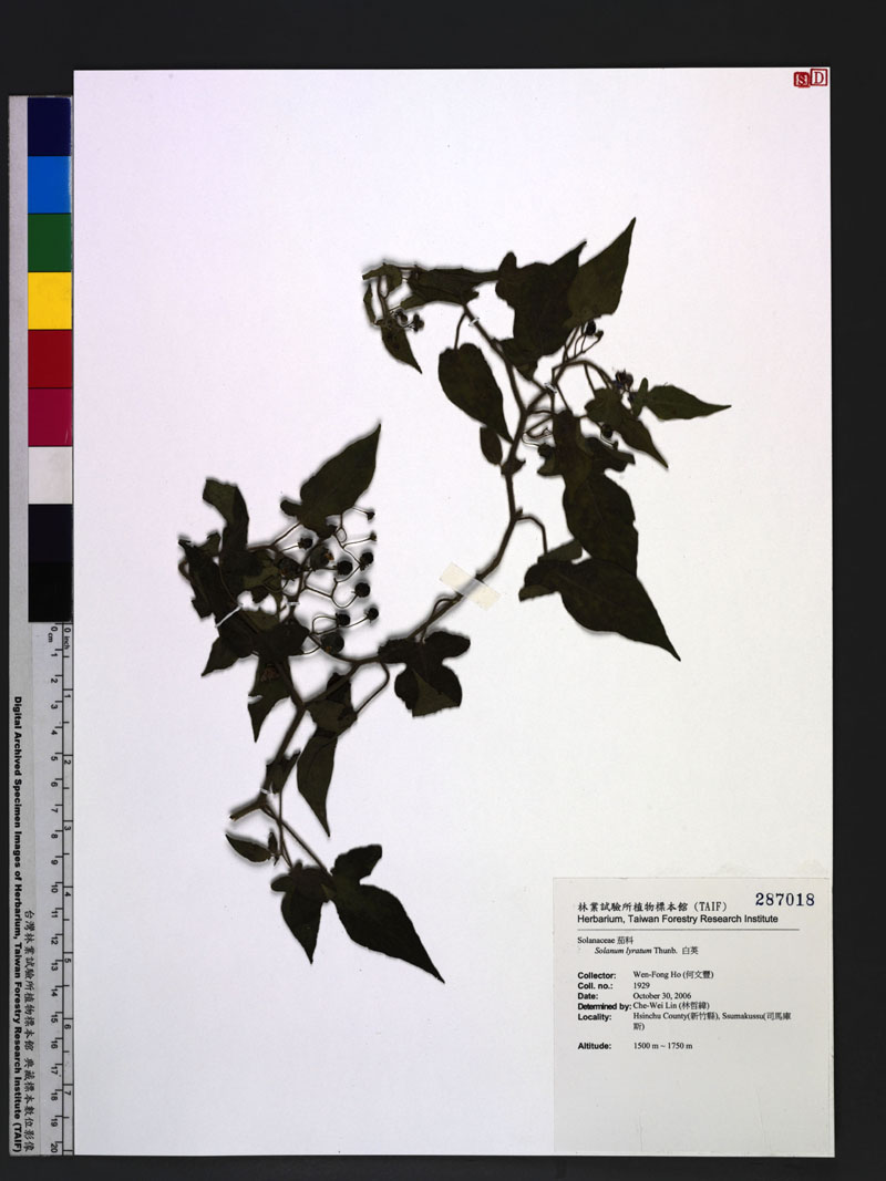 Solanum lyratum Thunb. 白英
