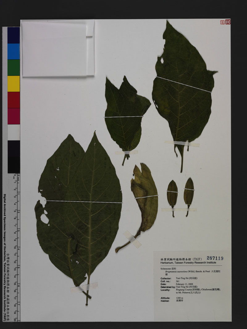 Brugmansia suaveolens (Willd.) Bercht. & Presl 大花曼陀羅