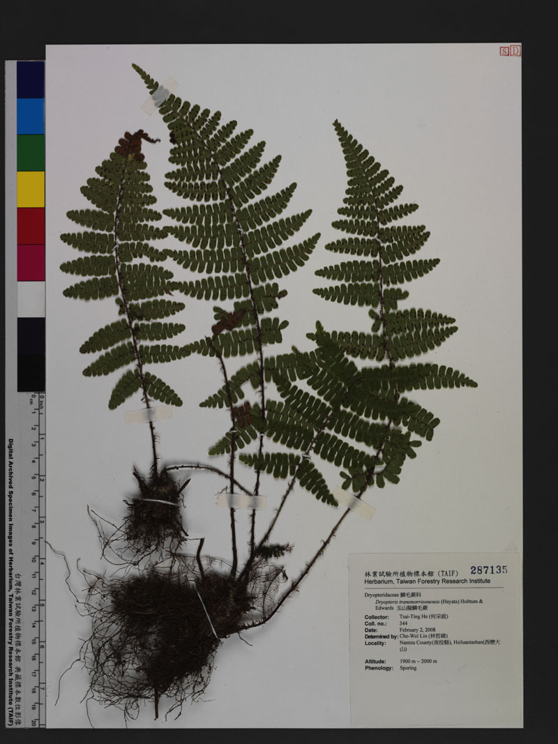 Dryopteris transmorrisonensis (Hayata) Holttum & Edwards 玉山擬鱗毛蕨