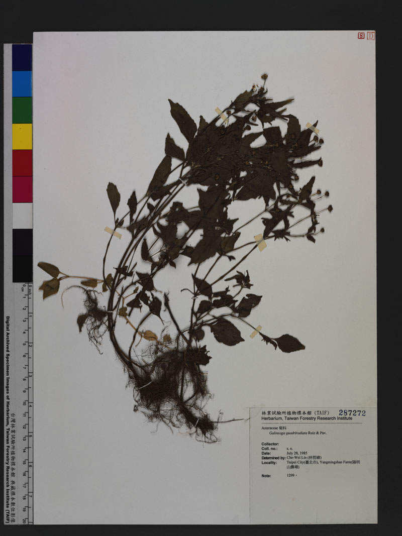 Galinsoga quadriradiata Ruiz & Pav. 粗毛小米菊