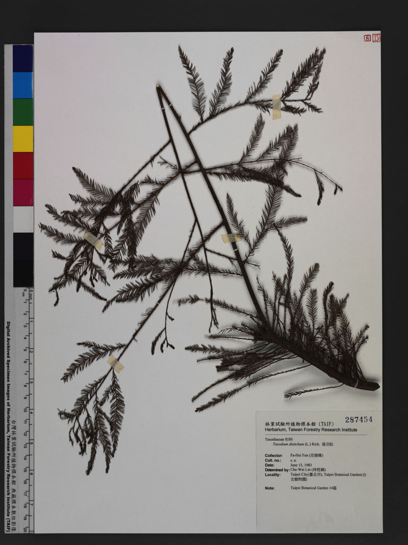 Taxodium distichum (L.) Rich. 落羽松