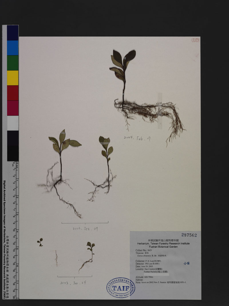 Eurya chinensis R. Br. 米碎柃木