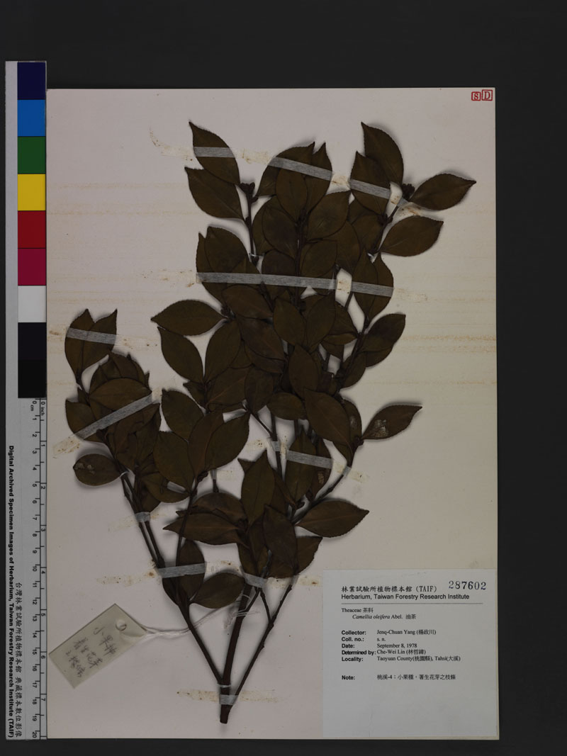 Camellia oleifera Abel. 油茶