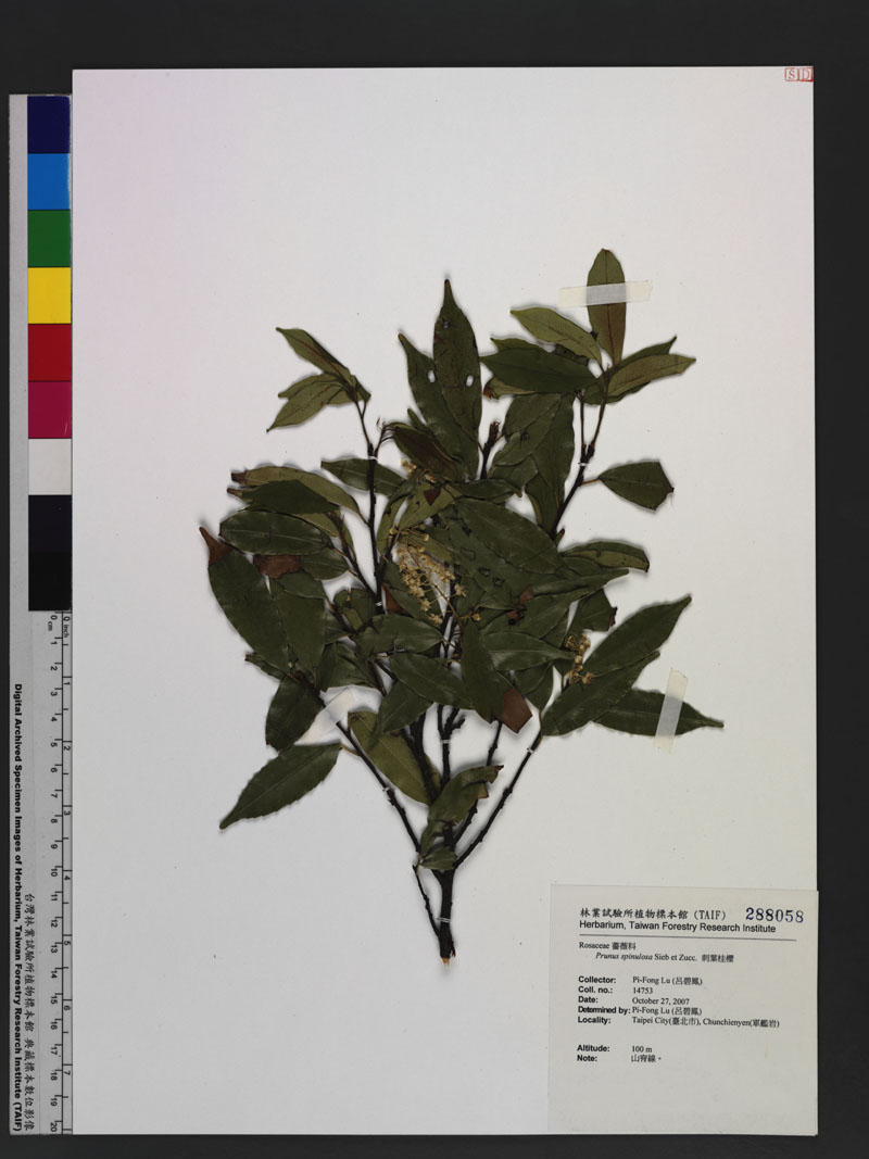 Prunus spinulosa Sieb et Zucc. 刺葉桂櫻