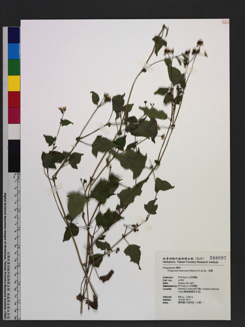 Polygonum senticosum (Meisn.) Franch. & Sav. 刺蓼