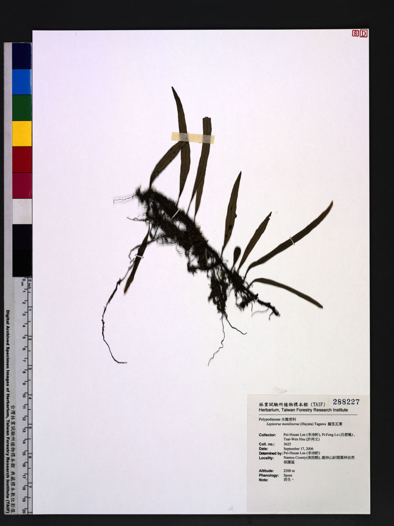 Lepisorus monilisorus (Hayata) Tagawa 擬笈瓦葦