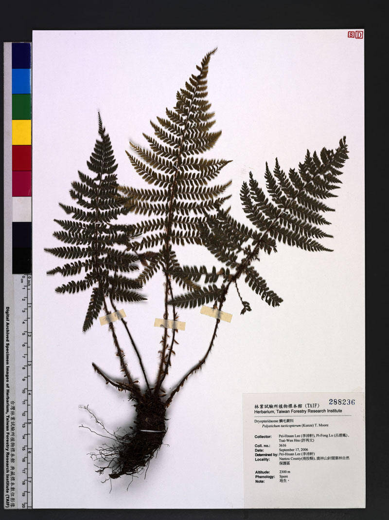 Polystichum tacticopterum (Kunze) T. Moore