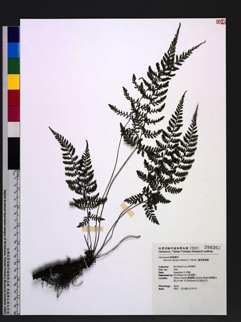 Athyrium nigripes (Blume) T. Moore 蓬萊蹄蓋蕨