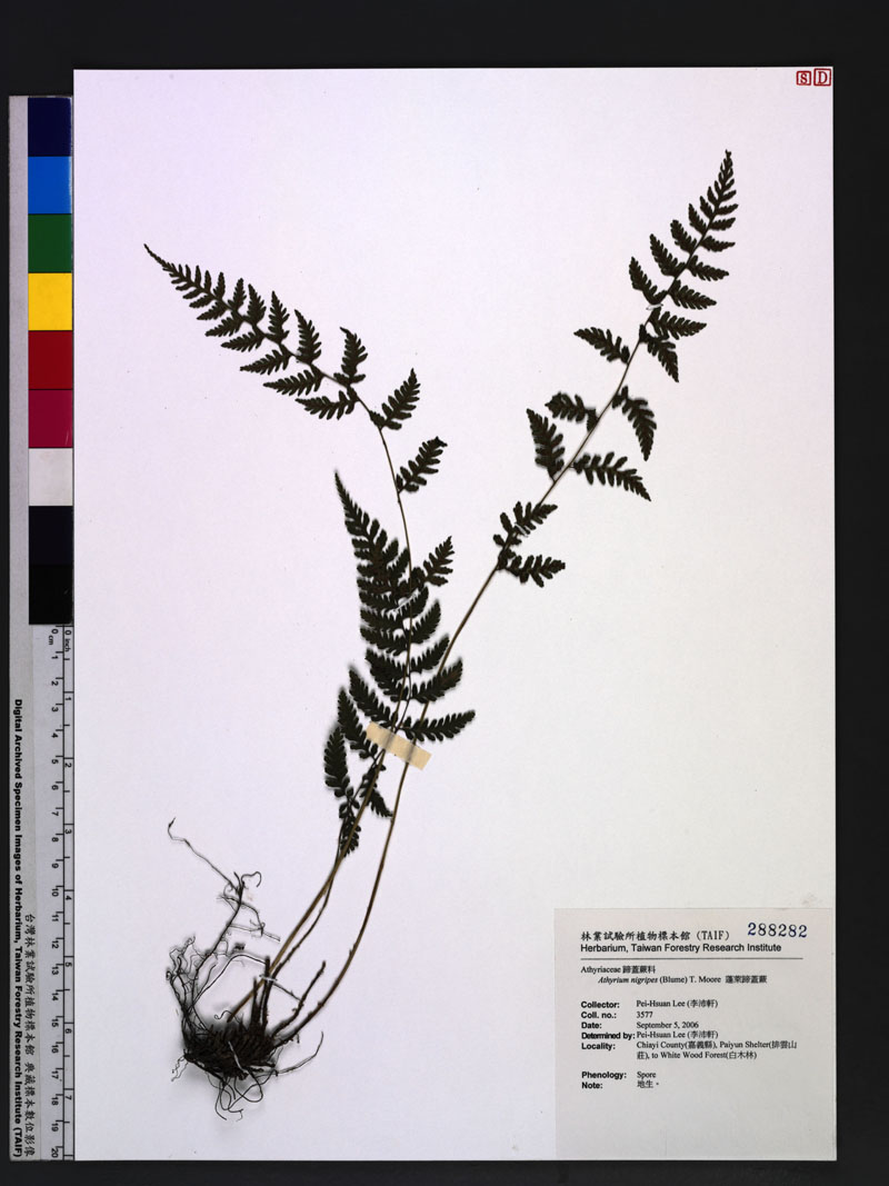 Athyrium nigripes (Blume) T. Moore 蓬萊蹄蓋蕨