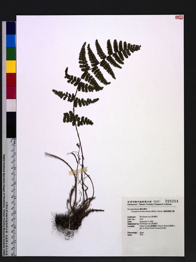 Dryopteris serrato-dentata (Bedd.) Hayata 鋸齒葉鱗毛蕨
