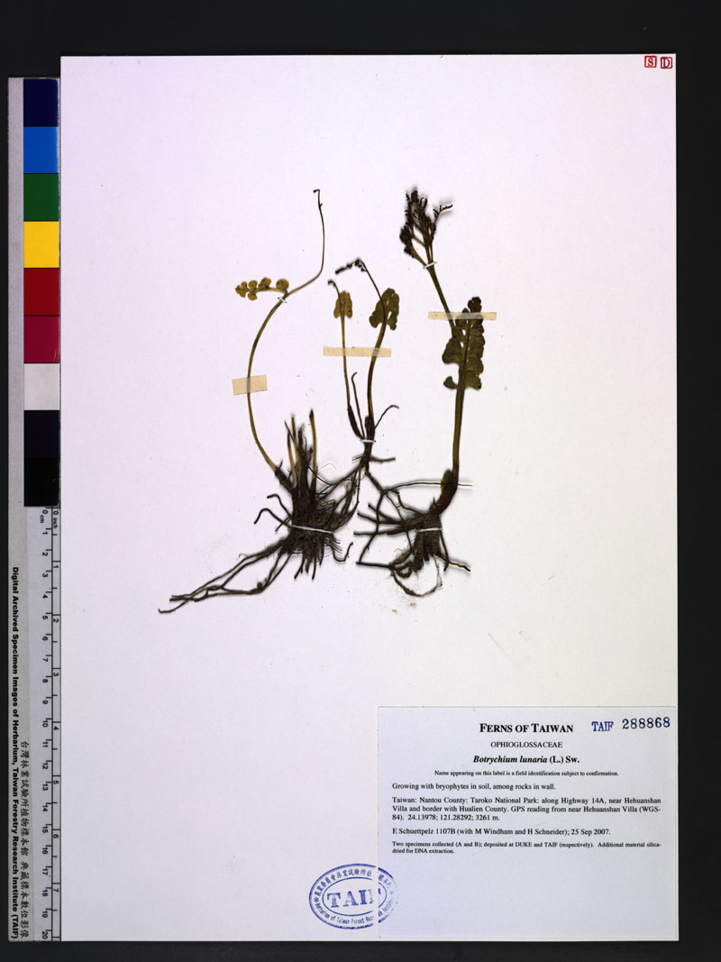 Botrychium lunaria (L.) Sw. 扇羽陰地蕨