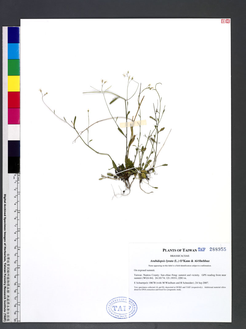 Arabidopsis lyrata (L.) O Kane & Al-Shehbaz