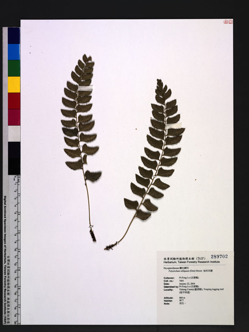 Polystichum obliquum (D. Don) T. Moore 知本耳蕨