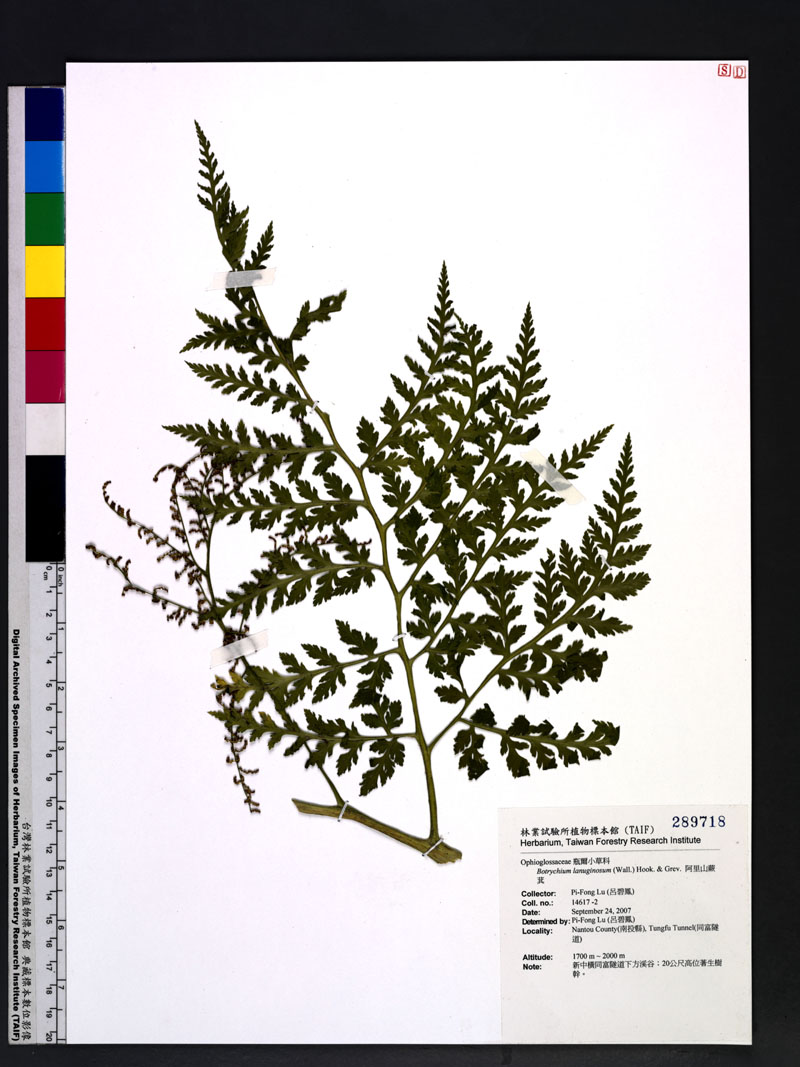 Botrychium lanuginosum (Wall.) Hook. & Grev. 阿里山蕨萁