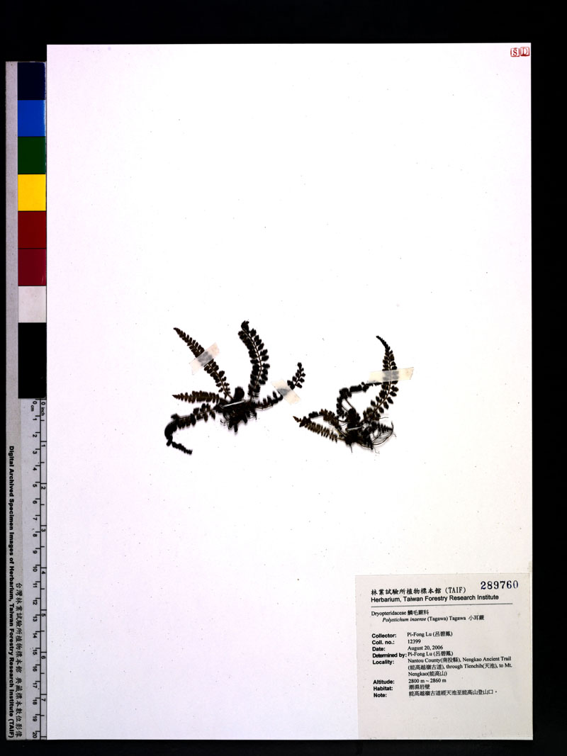 Polystichum inaense (Tagawa) Tagawa 小耳蕨