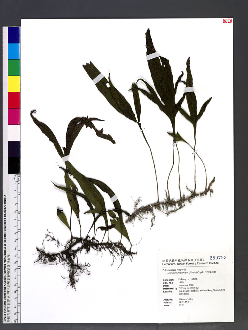 Microsorium pteropus (Blume) Copel. 三叉葉星蕨