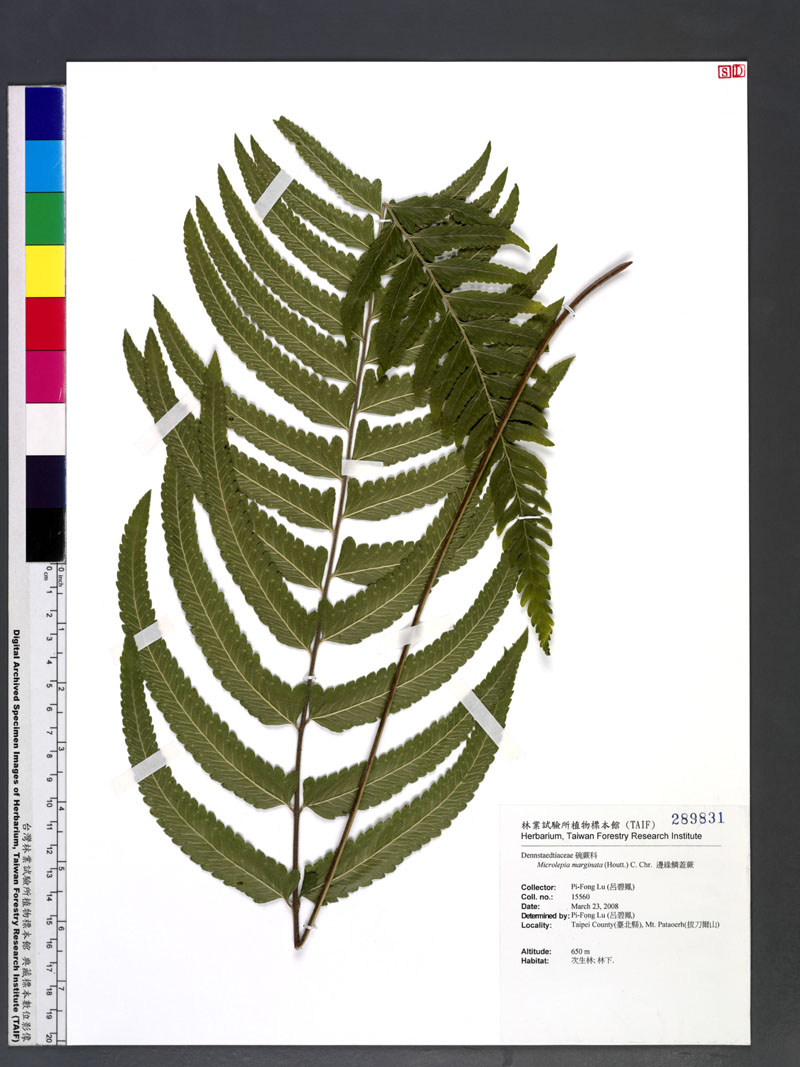 Microlepia marginata (Houtt.) C. Chr. 邊緣鱗蓋蕨