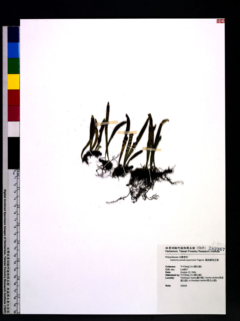 Lepisorus pseudo-ussuriensis Tagawa 擬烏蘇里瓦葦