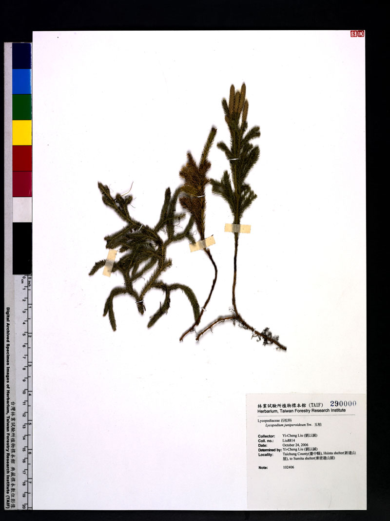 Lycopodium juniperoideum Sw. 玉柏