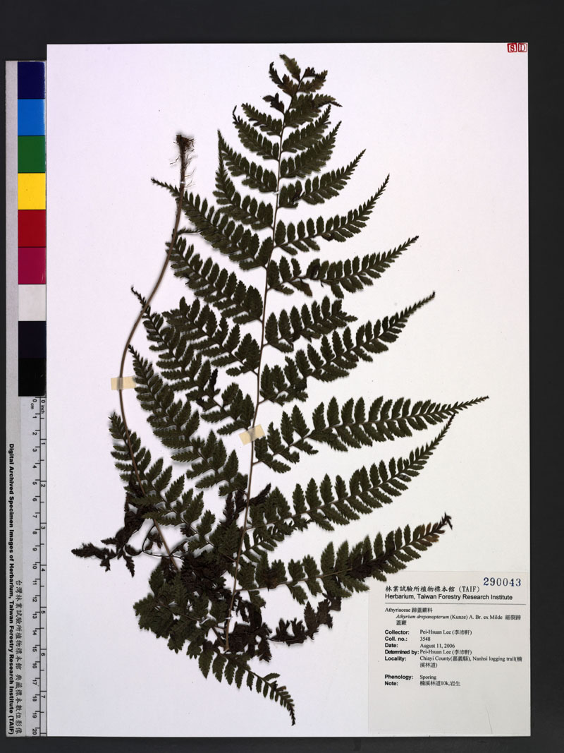 Athyrium drepanopterum (Kunze) A. Br. ex Milde 細裂蹄蓋蕨