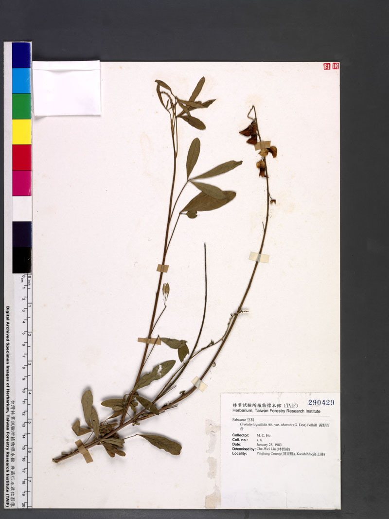 Crotalaria pallida Ait. var. obovata (G. Don) Polhill 黃野百合