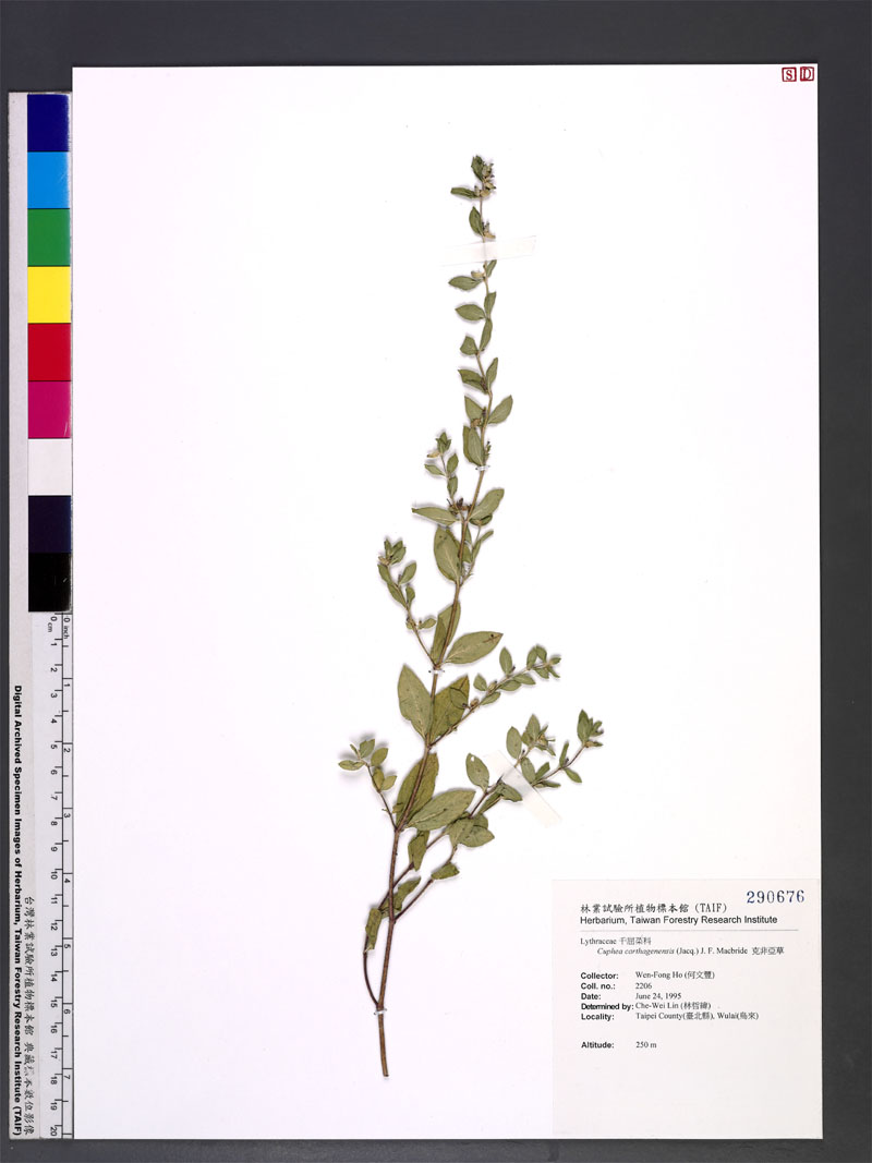 Cuphea carthagenensis (Jacq.) J. F. Macbride 克非亞草