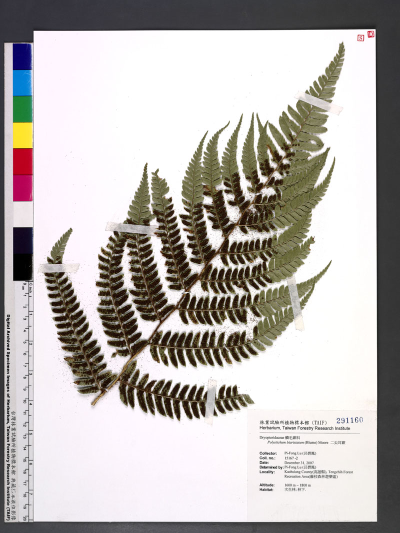Polystichum biaristatum (Blume) T. Moore 二尖耳蕨