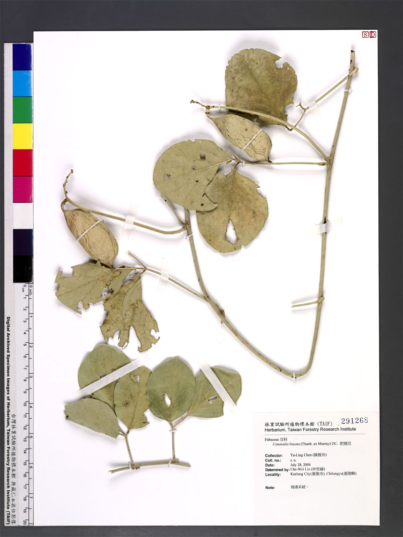 Canavalia lineata (Thunb. ex Murray) DC. 肥豬豆