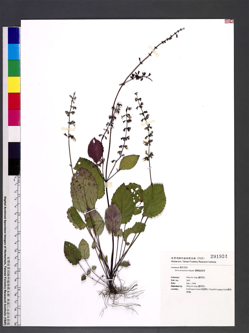 Salvia keitaoensis Hayata 隱藥鼠尾草