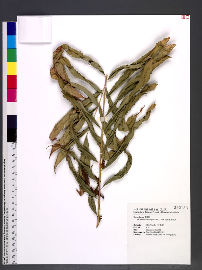 Osmunda banksiifolia (Pr.) Kuhn 粗齒革葉紫萁