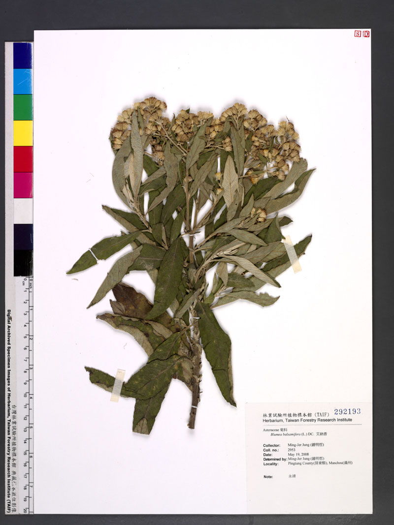 Blumea balsamifera (L.) DC. 艾納香